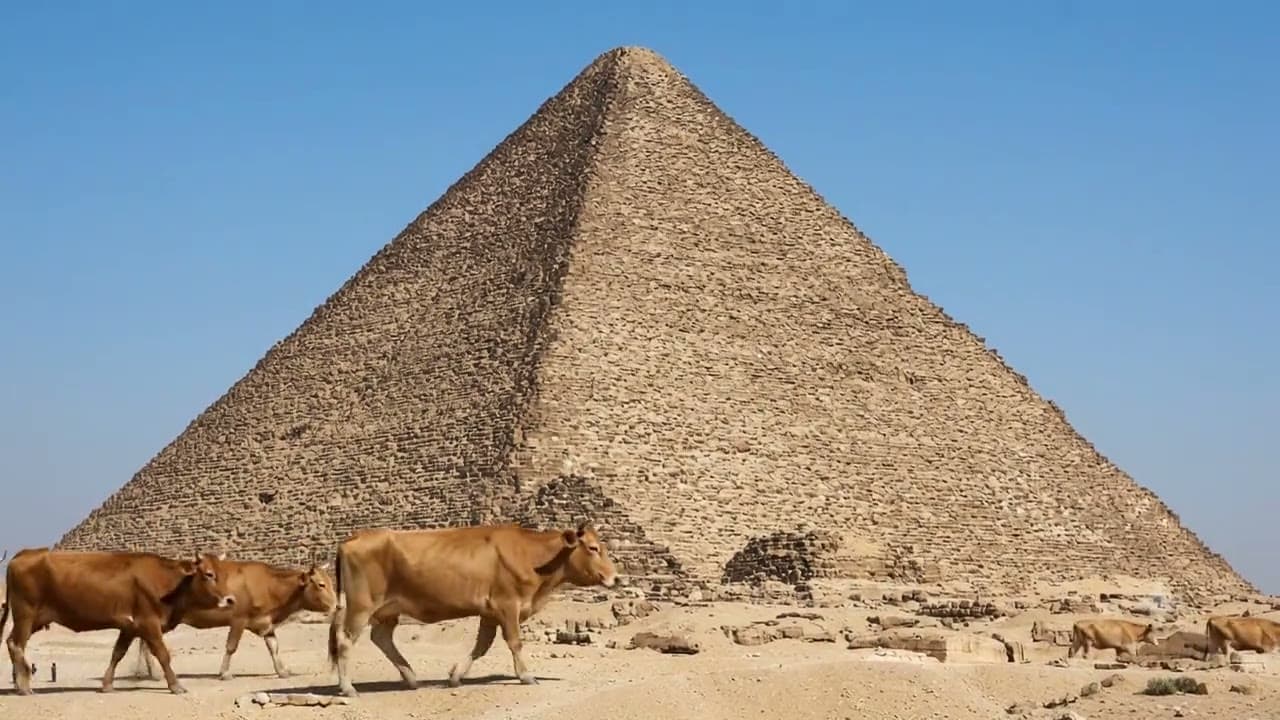 cattle at Giza at dawn — they have always been here